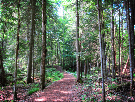 Adirondack Forest Communities: Conifers along the trail at the Paul Smiths VIC